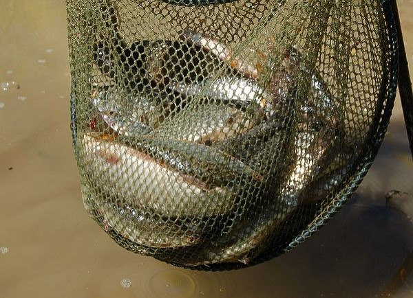 Ловля в половодной речке Ловля в половодной речке