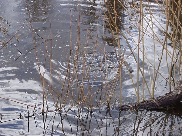 Ловля в половодной речке Ловля в половодной речке