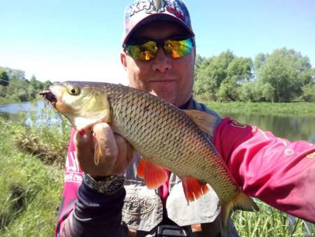 Майский жук для голавля Майский жук для голавля