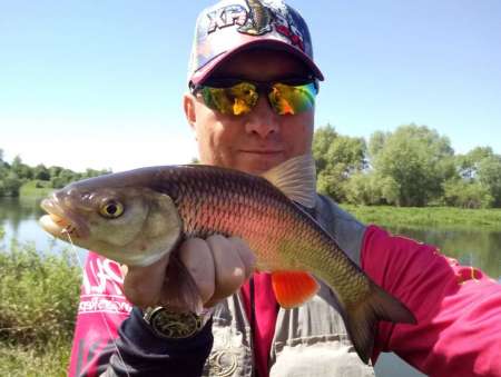 Майский жук для голавля Майский жук для голавля