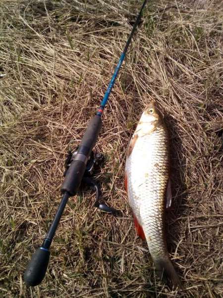 Мартовский голавль