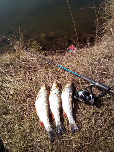 Мартовский голавль