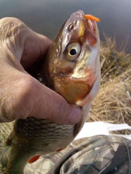 Мартовский голавль