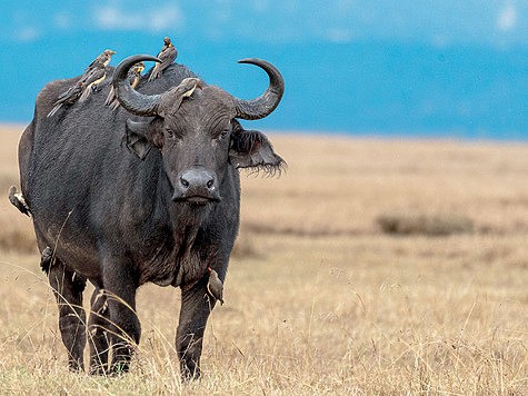 На четвереньках по саванне На четвереньках по саванне