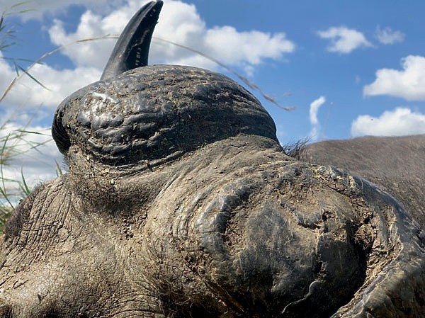 На четвереньках по саванне На четвереньках по саванне