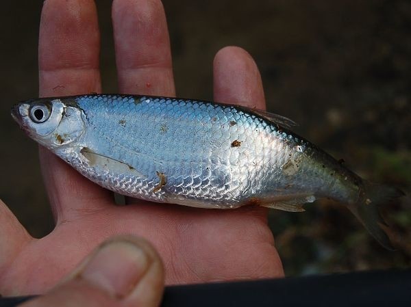 На озеро в половодье