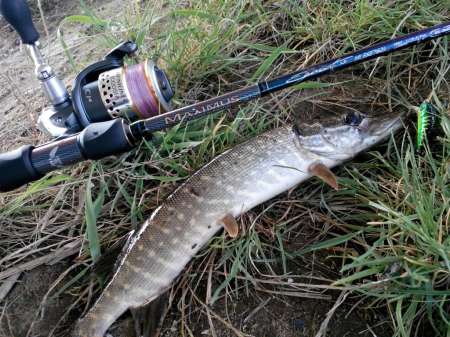 Обзор воблера Sprut Taburo Trout Обзор воблера Sprut Taburo Trout