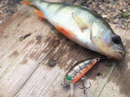 Обзор воблера Sprut Taburo Trout Обзор воблера Sprut Taburo Trout