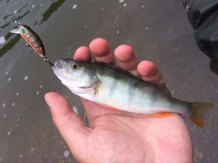 Обзор воблера Sprut Taburo Trout Обзор воблера Sprut Taburo Trout