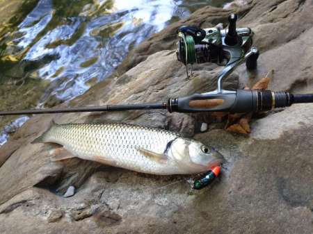 Обзор воблера Sprut Taburo Trout Обзор воблера Sprut Taburo Trout