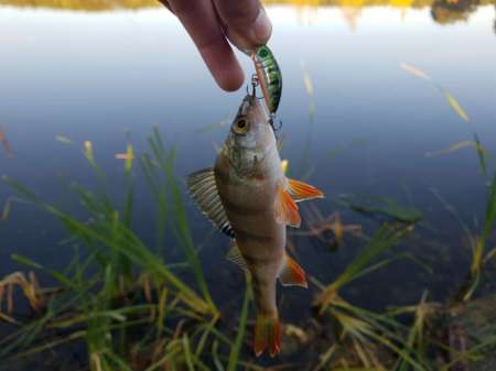 Обзор воблера Sprut Taburo Trout Обзор воблера Sprut Taburo Trout