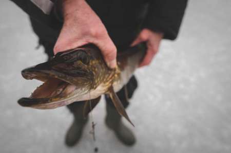 Поставили жерлицы на старых лунках... Поставили жерлицы на старых лунках...