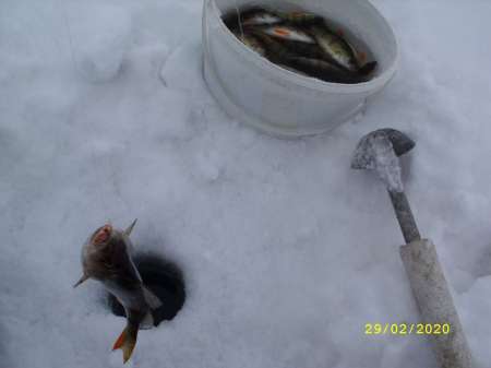 Провожаю февраль окунёвой рыбалкой