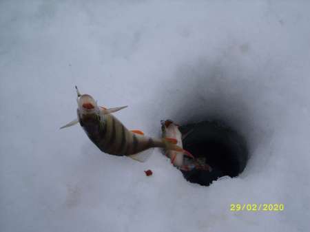 Провожаю февраль окунёвой рыбалкой