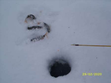 Провожаю февраль окунёвой рыбалкой