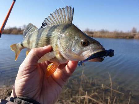 Рыбалки всё лучше и лучше. Весна! За окунем!