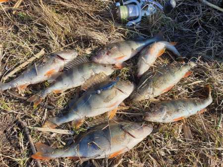 Рыбалки всё лучше и лучше. Весна! За окунем!