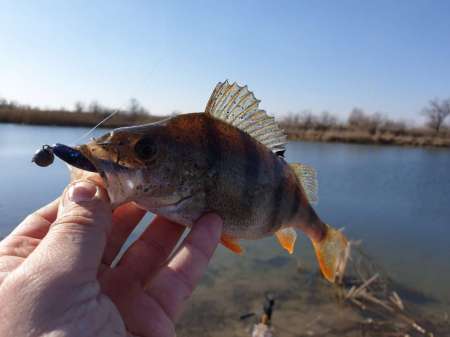 Рыбалки всё лучше и лучше. Весна! За окунем!