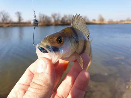 Рыбалки всё лучше и лучше. Весна! За окунем!