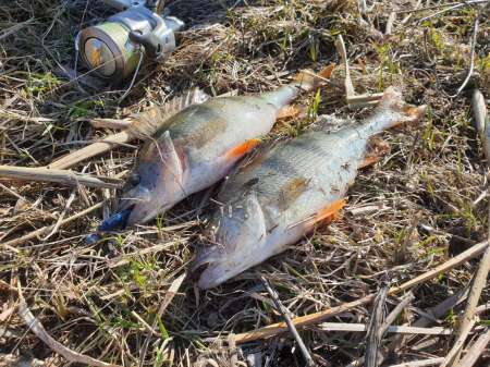 Рыбалки всё лучше и лучше. Весна! За окунем!