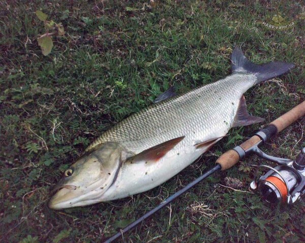 Самые эффективные способы ловли жереха