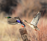 В каких еще регионах закрыта весенняя охота