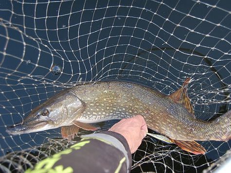 Хочешь свежей рыбки - лови сам