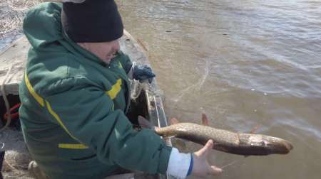 На борьбу с браконьерством вышли рыболовы