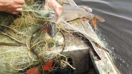 На борьбу с браконьерством вышли рыболовы