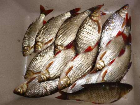 Новая удочка