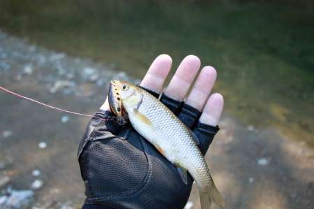 Первые весенние голавлики