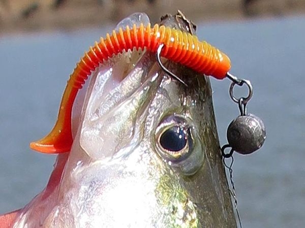 Про судаков, ветер и Остров Невезения