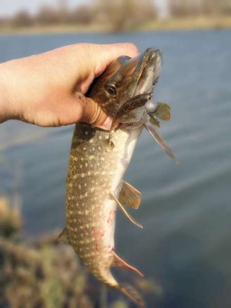 Щука проснулась Щука проснулась