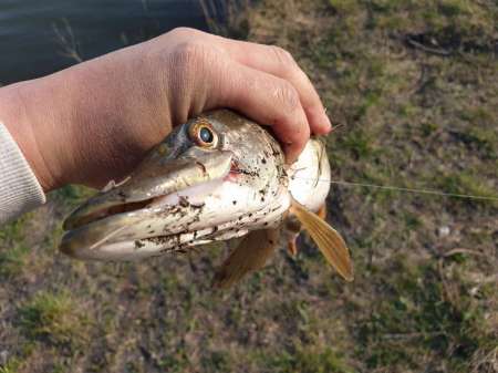 Щука проснулась Щука проснулась