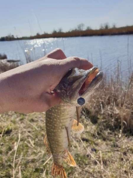 Щука проснулась Щука проснулась