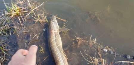 Щука проснулась Щука проснулась