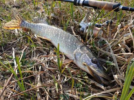 Щука проснулась Щука проснулась