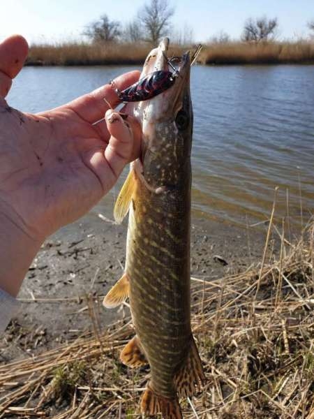 Щука проснулась Щука проснулась