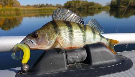 Силиконовые приманки яркого цвета