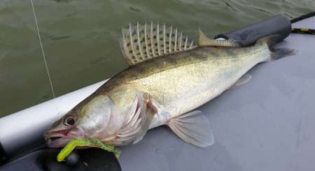 Силиконовые приманки яркого цвета