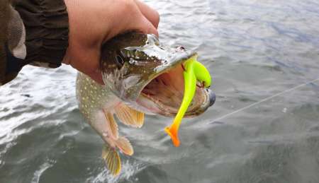 Силиконовые приманки яркого цвета