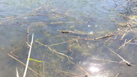 Скрытно... Тихо... На рыбалку - как партизан.