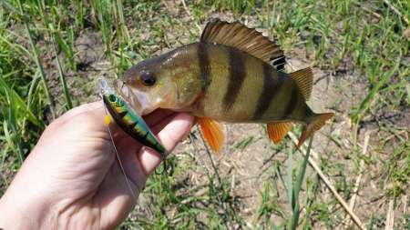 Скрытно... Тихо... На рыбалку - как партизан.