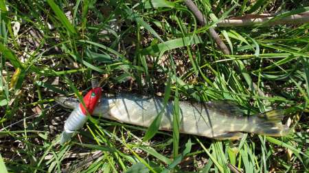 Скрытно... Тихо... На рыбалку - как партизан.