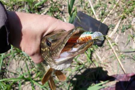 Скрытно... Тихо... На рыбалку - как партизан.