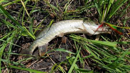 Скрытно... Тихо... На рыбалку - как партизан.