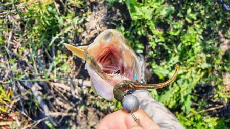 Слаг, переловивший много рыбы Слаг, переловивший много рыбы