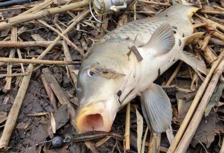 Слаг, переловивший много рыбы Слаг, переловивший много рыбы
