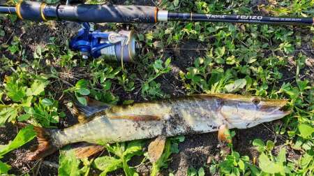 Слаг, переловивший много рыбы Слаг, переловивший много рыбы