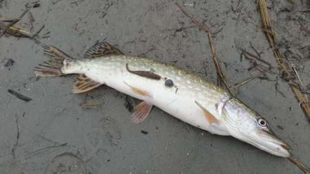 Слаг, переловивший много рыбы Слаг, переловивший много рыбы